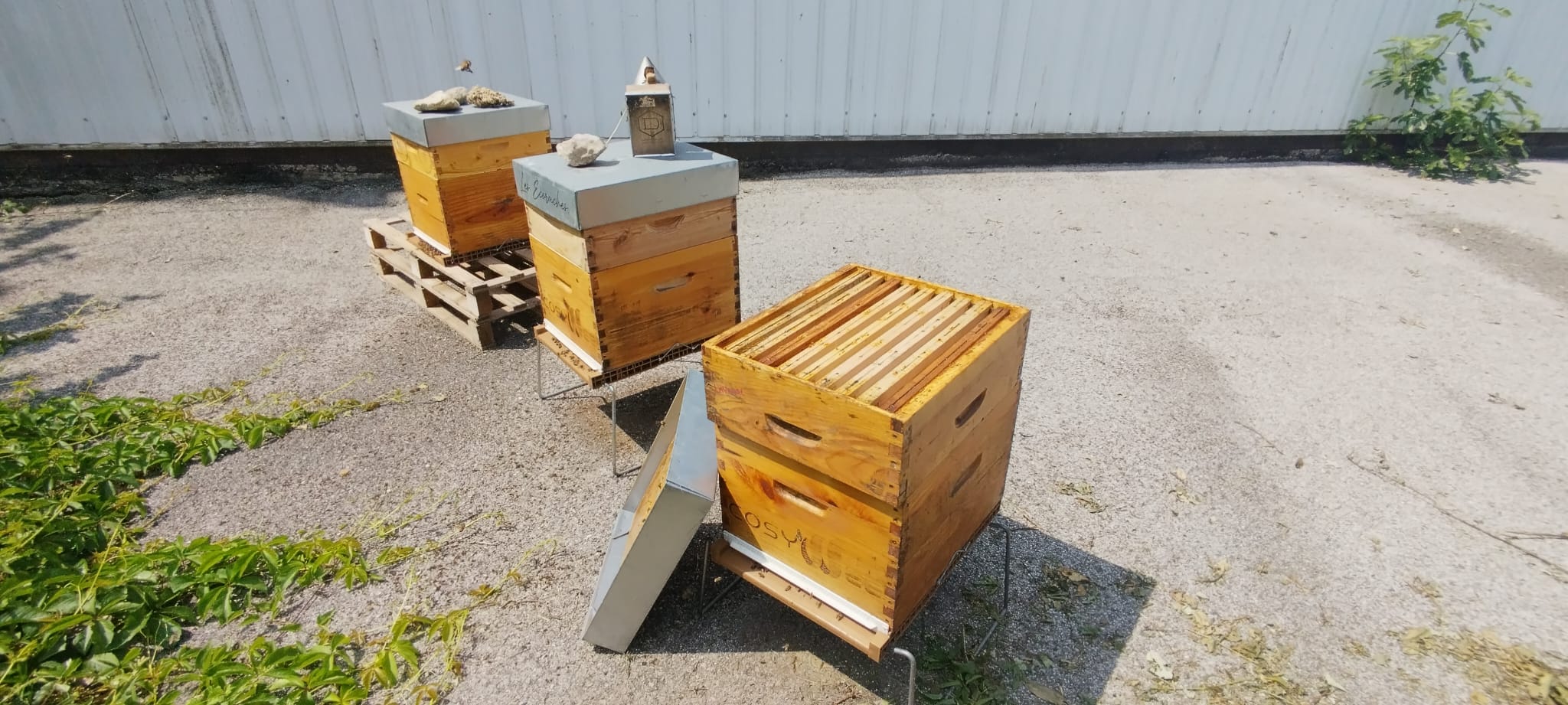 Ruches en entreprise à Saint-Etienne
