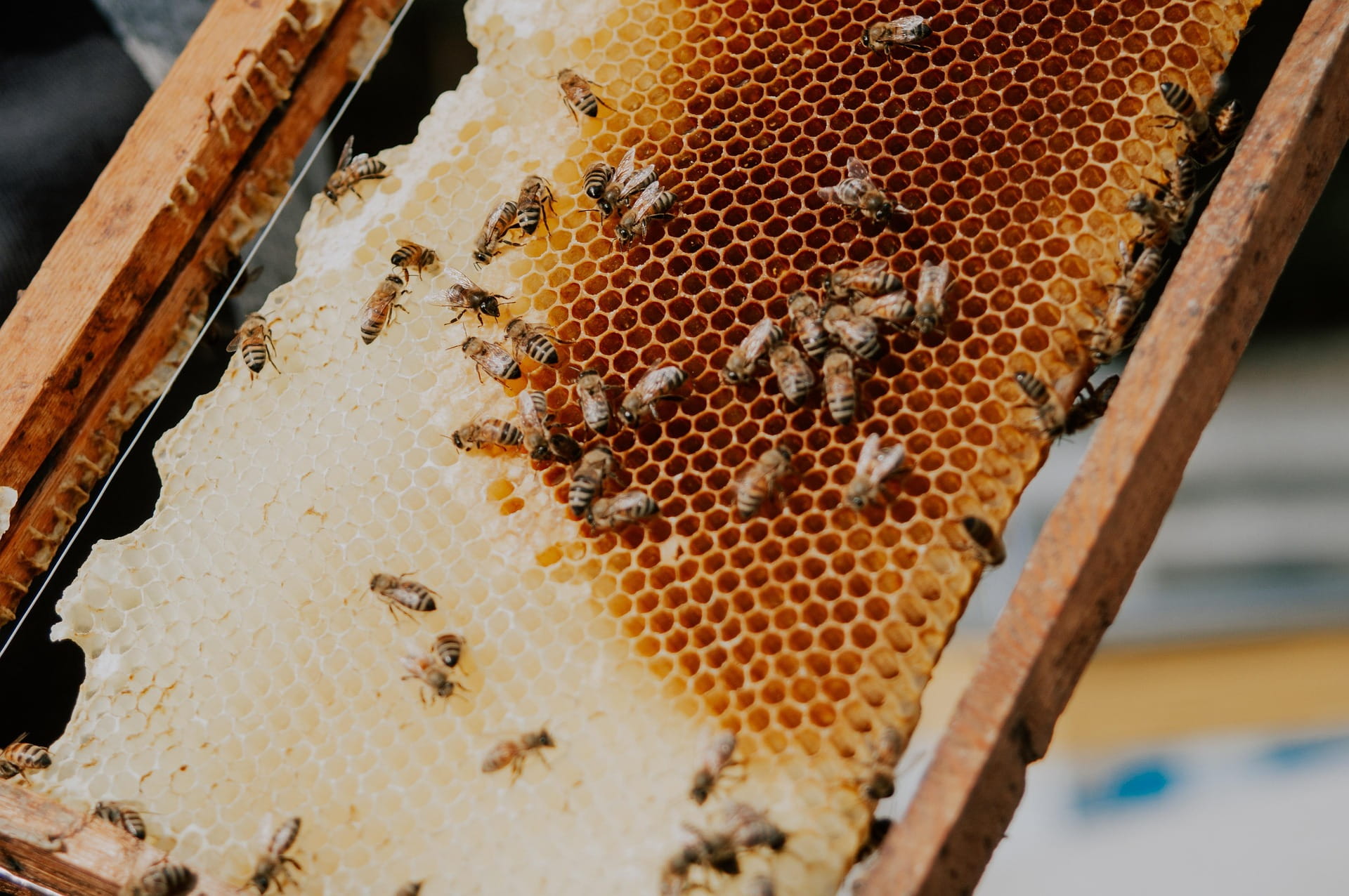 Abeilles sur la ruche