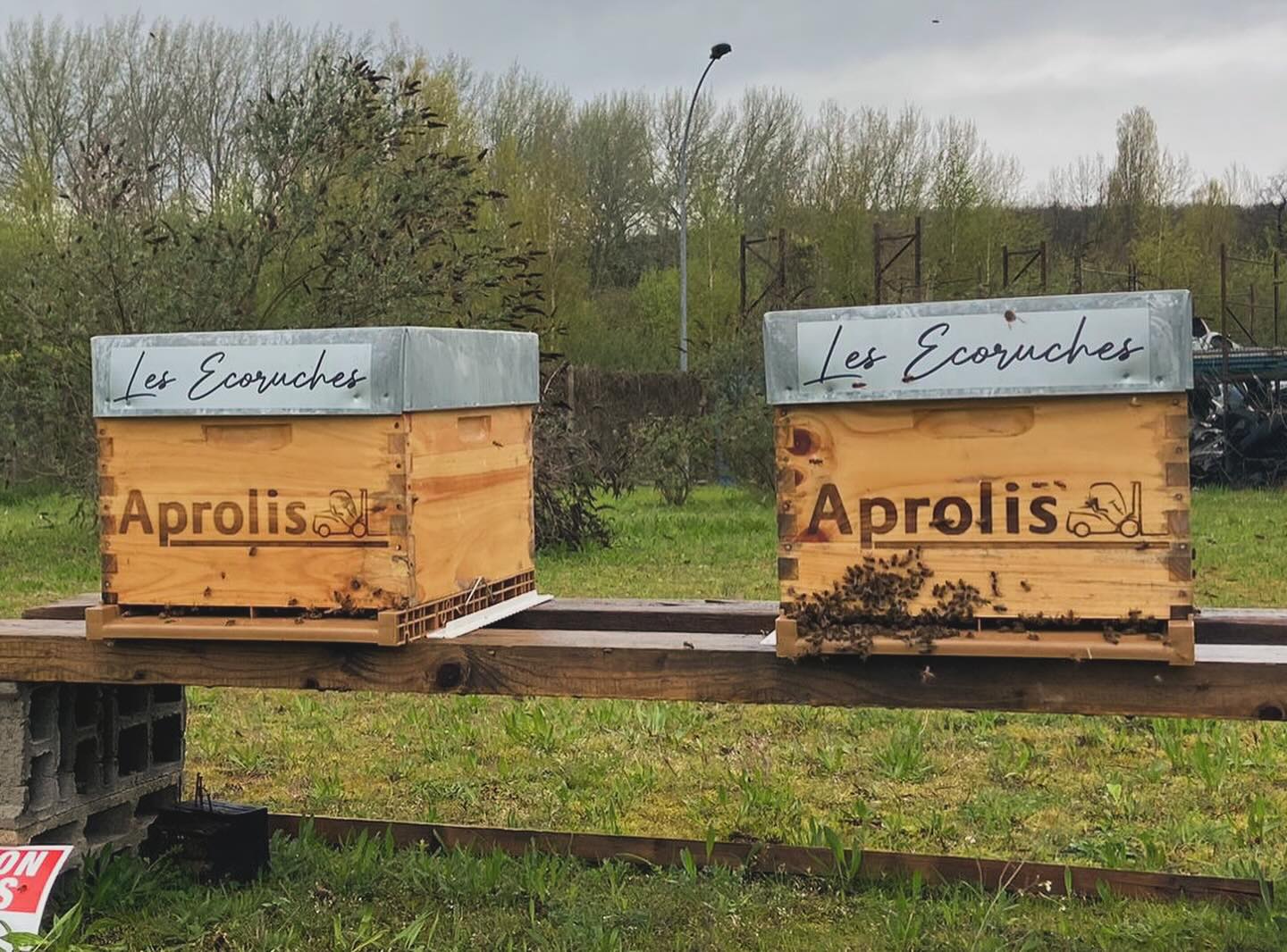 Ruches en entreprise à Nantes