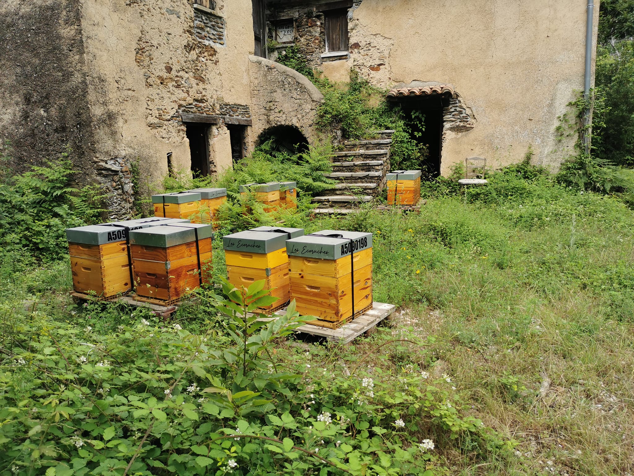 Ruches en entreprise à Lille