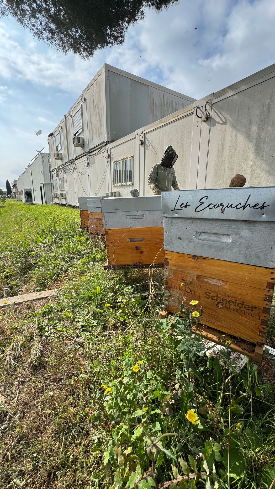 Ruches en entreprise à Lyon