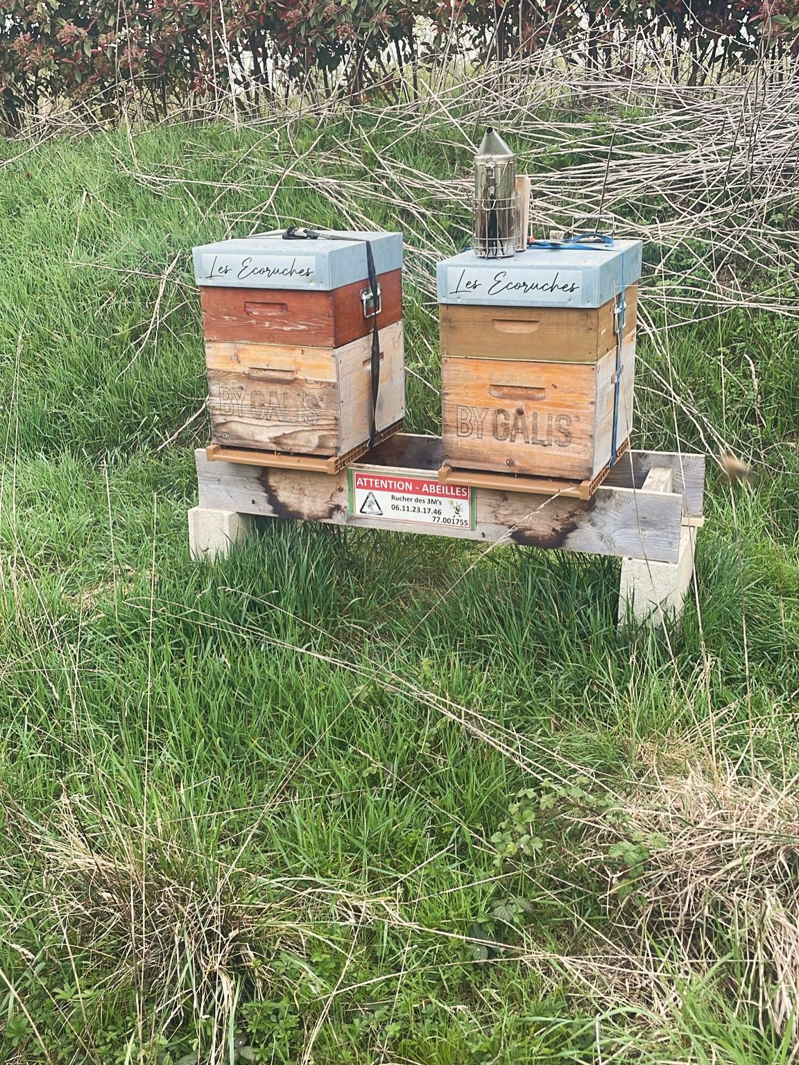 Ruches en entreprise à Bordeaux